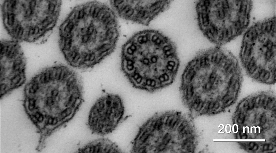 bright-field-bf-stem3-biological-section-planarian by Quattro ESEM